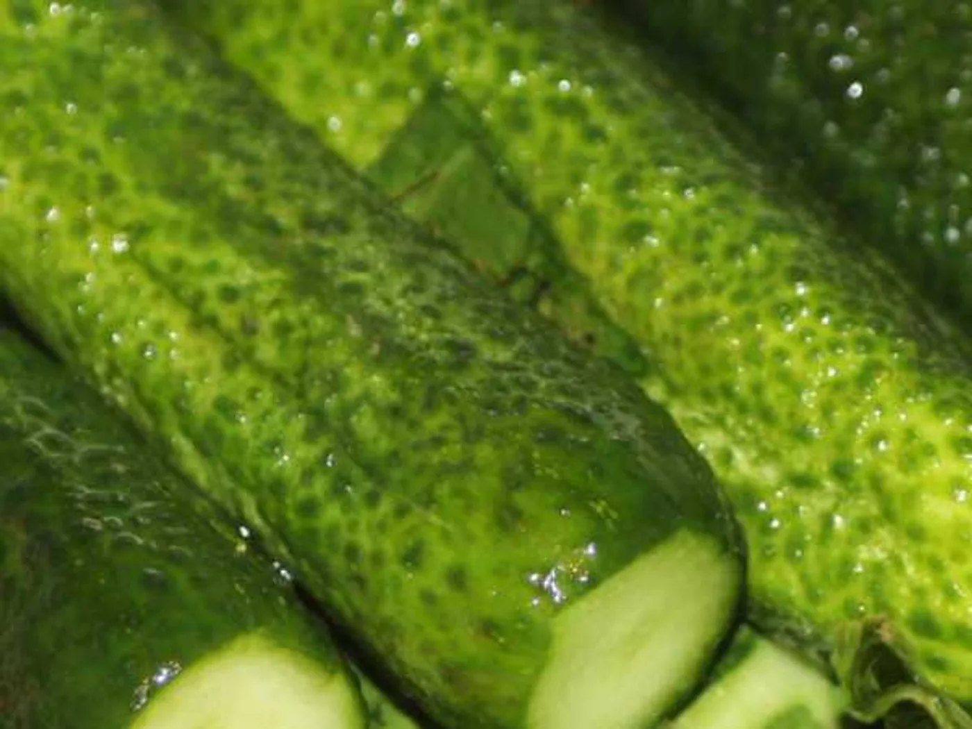 Small-salted cucumbers in a bag recipe